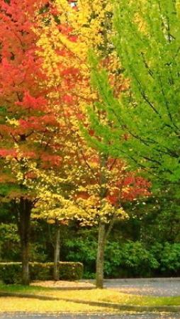 AutumnTrees